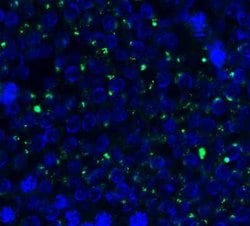 PEX3 Antibody - BSA Free, Novus Biologicals 0.1 mg | Buy Online | Bio-Techne | Fisher Scientific